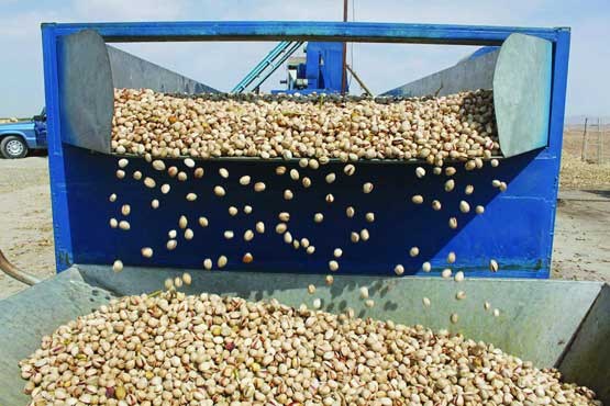 Nutex Pistachio Production and Wholesale Factory_The Best Supplier and Seller of Pistachios in Iran_ Tejarat Pouya Company(Nutex)_ Iranian Pistachio Factory