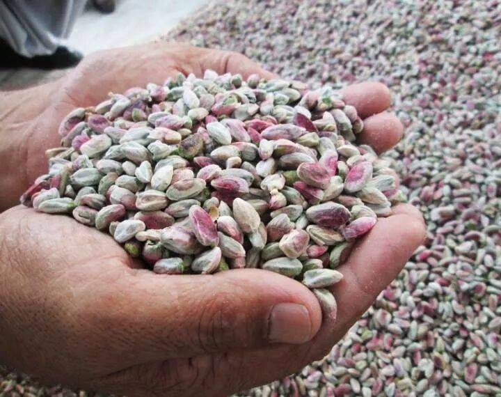 Iranian Unshelled Pistachio Manufacture and Supply_ Tejarat Pouya Company(Nutex)