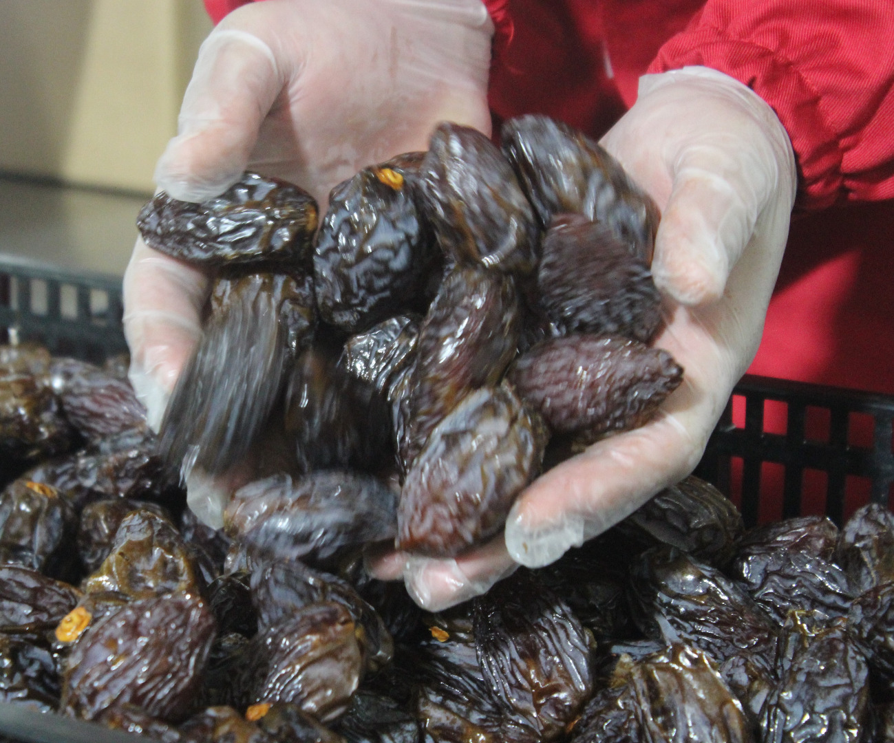 Buy Iranian Dates |Dates Seller| Date Exporter Company_ Nutex Co