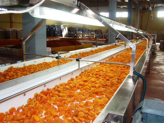 APRICOTS Iranian | Manufacturer and Exporter Apricots