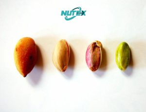 Iranian pistachio (variety and quality)
