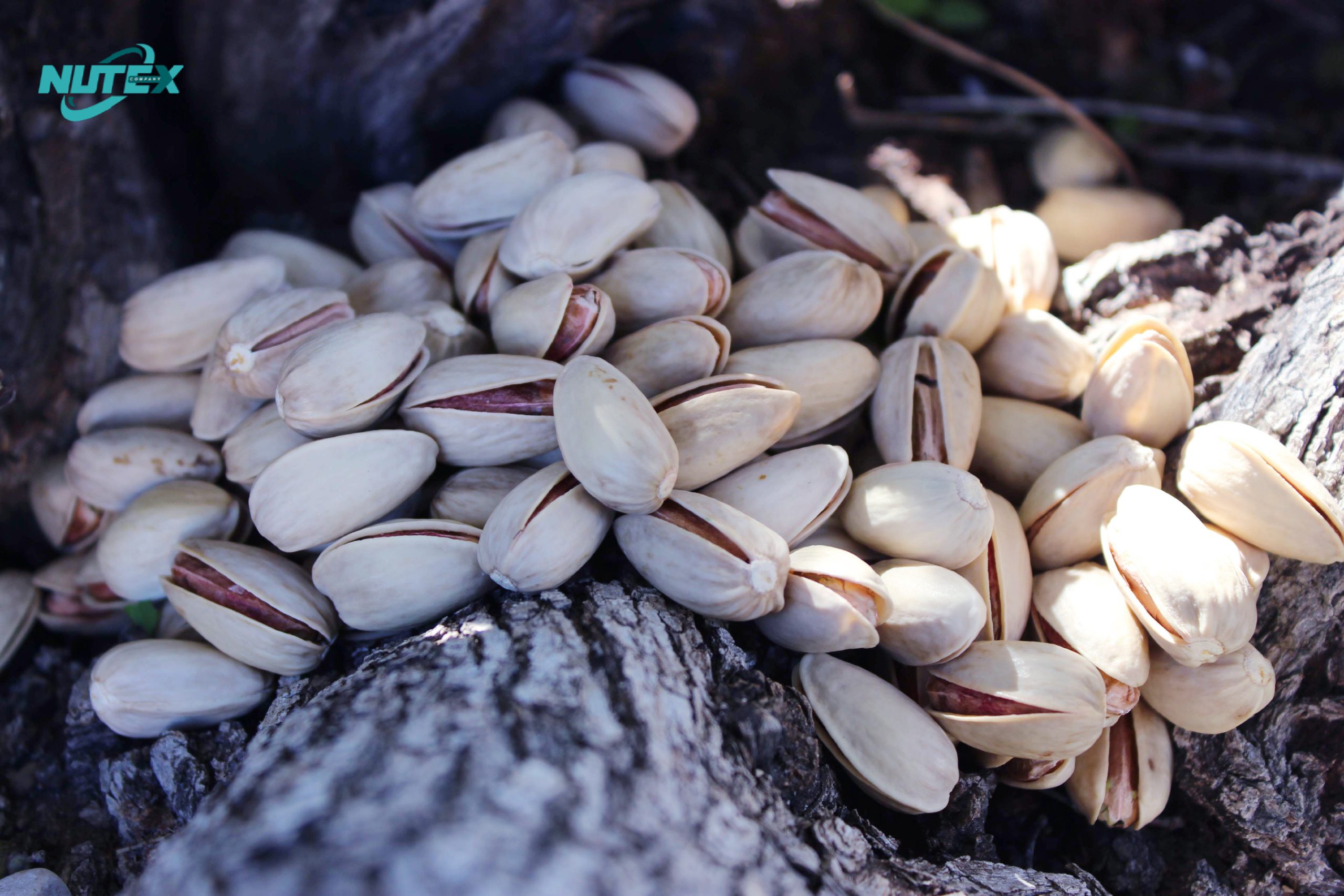  Akbari Pistachio Sales Center for Export - Iranian Nuts