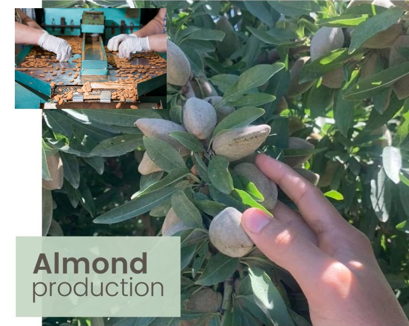 Important nutritional and health benefits of Mamra almonds_Inquiry the Wholesale Price of Iranian Mamra Almonds_ Nutex Dried Fruit Company