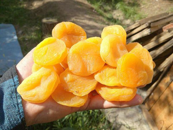 Exporter of  Apricots to Europe and Asia