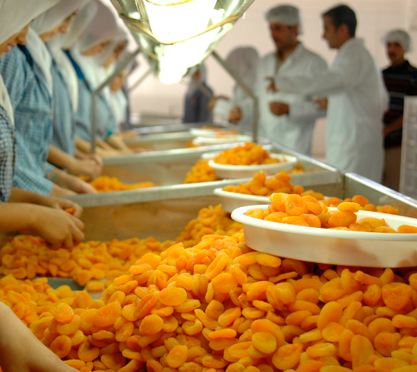 Dried apricot (Qaisi) production center in Iran_ Wholesale Dried Apricots - Dried Fruit Manufacturer_ Nutex Company