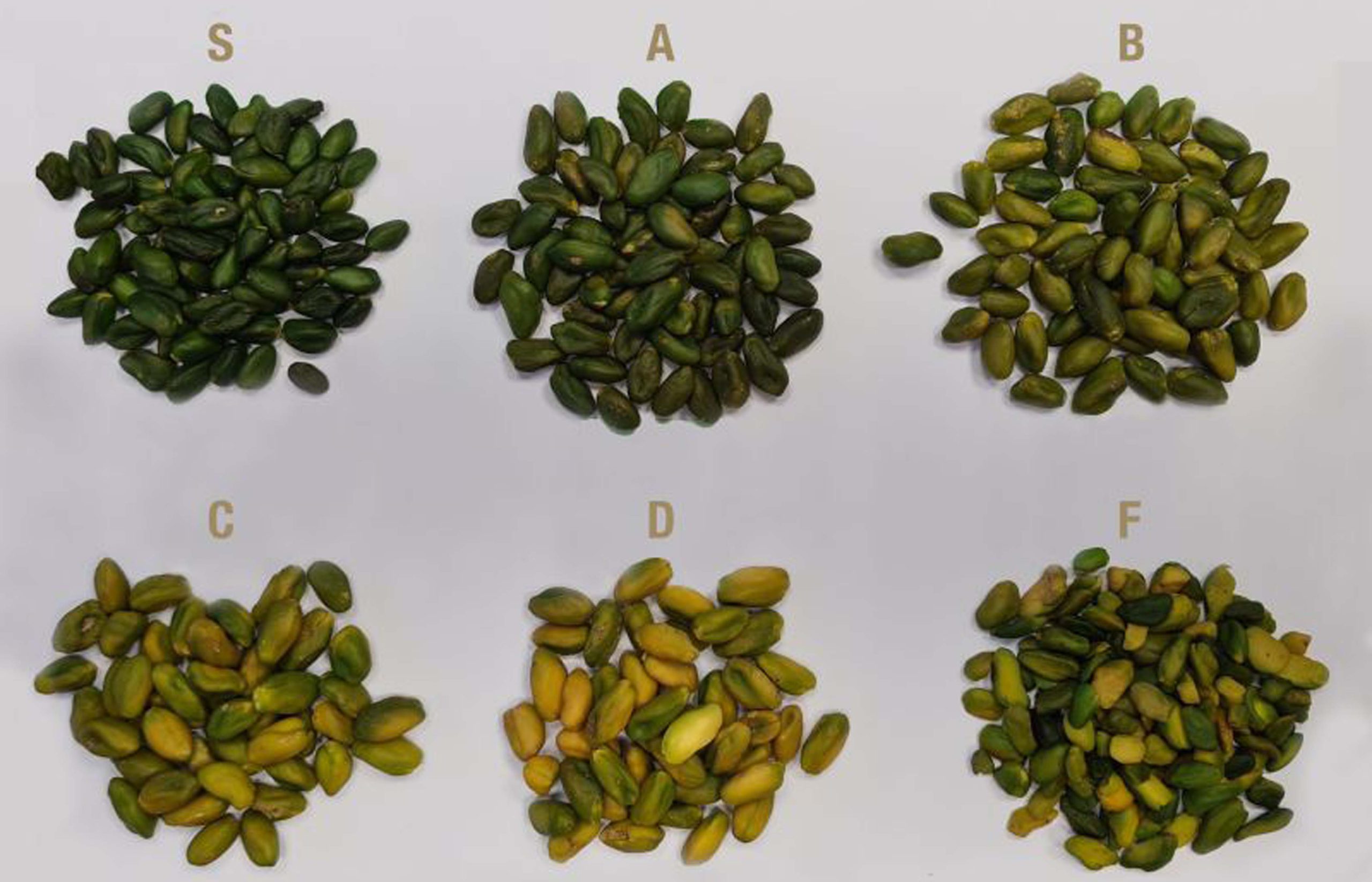 Green pistachio kernel grading and its daily price
