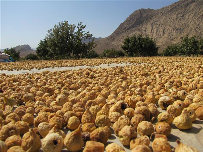Types of dried figs