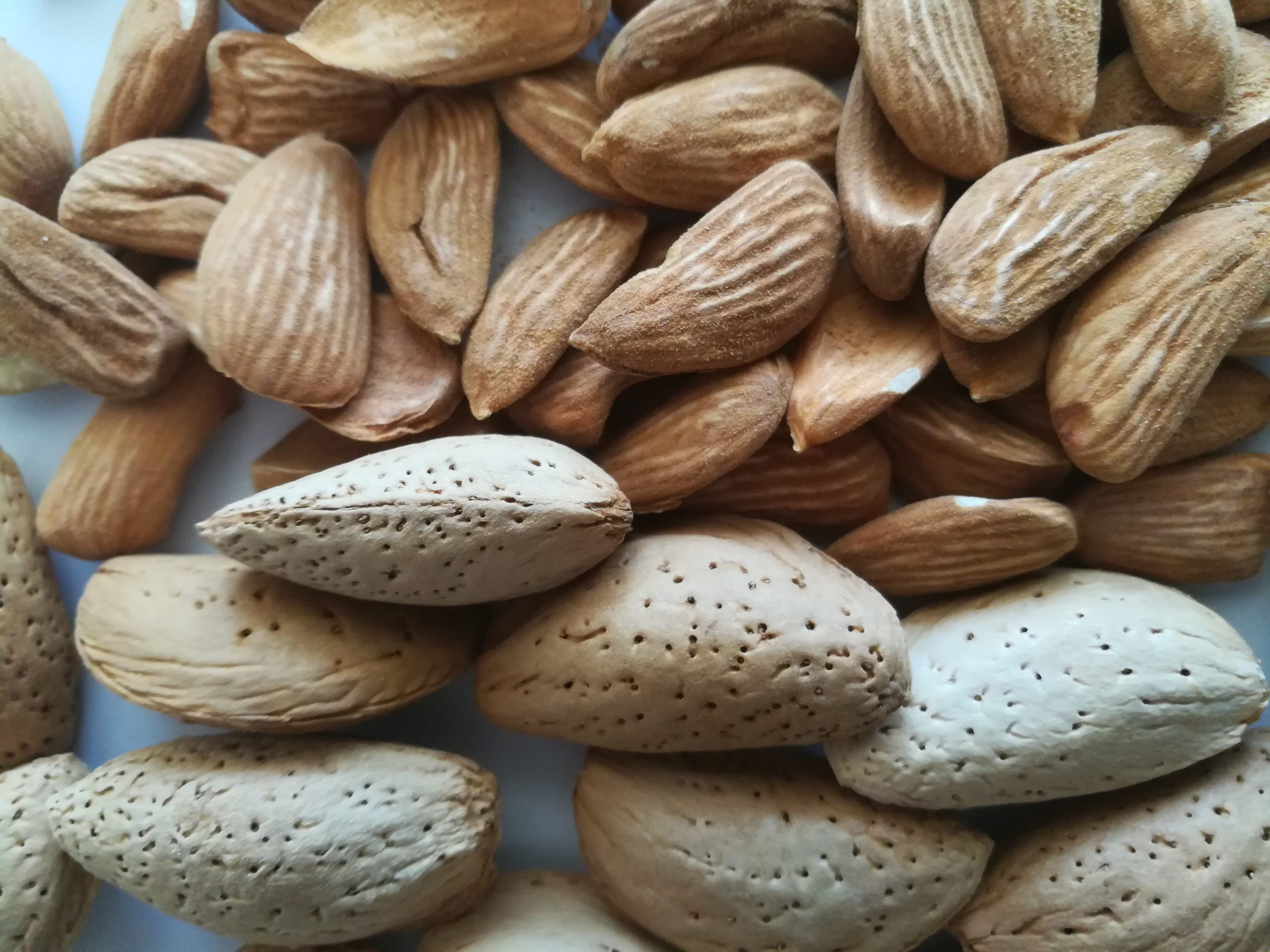 Special properties and benefits of Mamra almonds