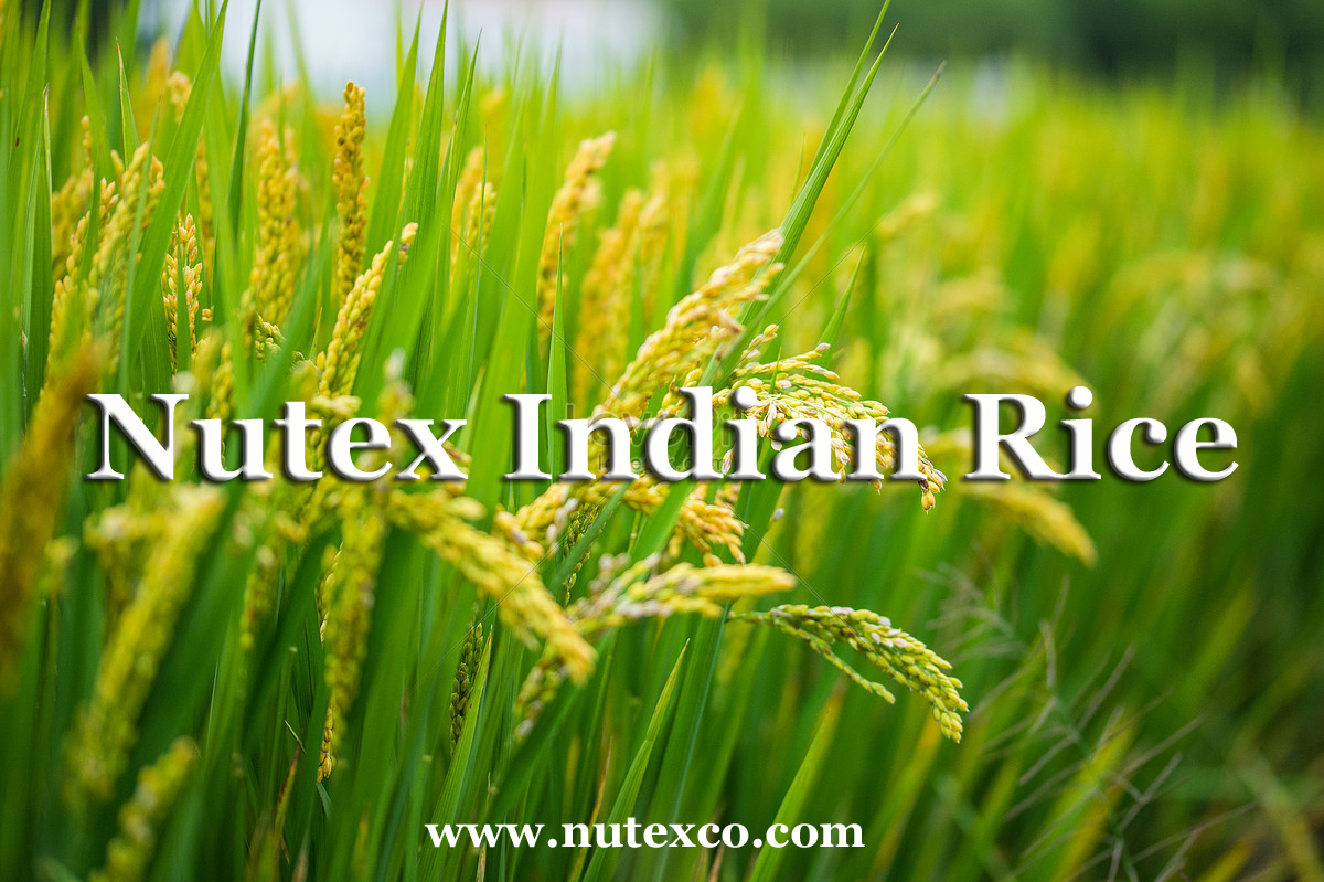 Rice farms in India - The best supplier and exporter of Indian basmati & non-basmati rice_ Nutex Company
