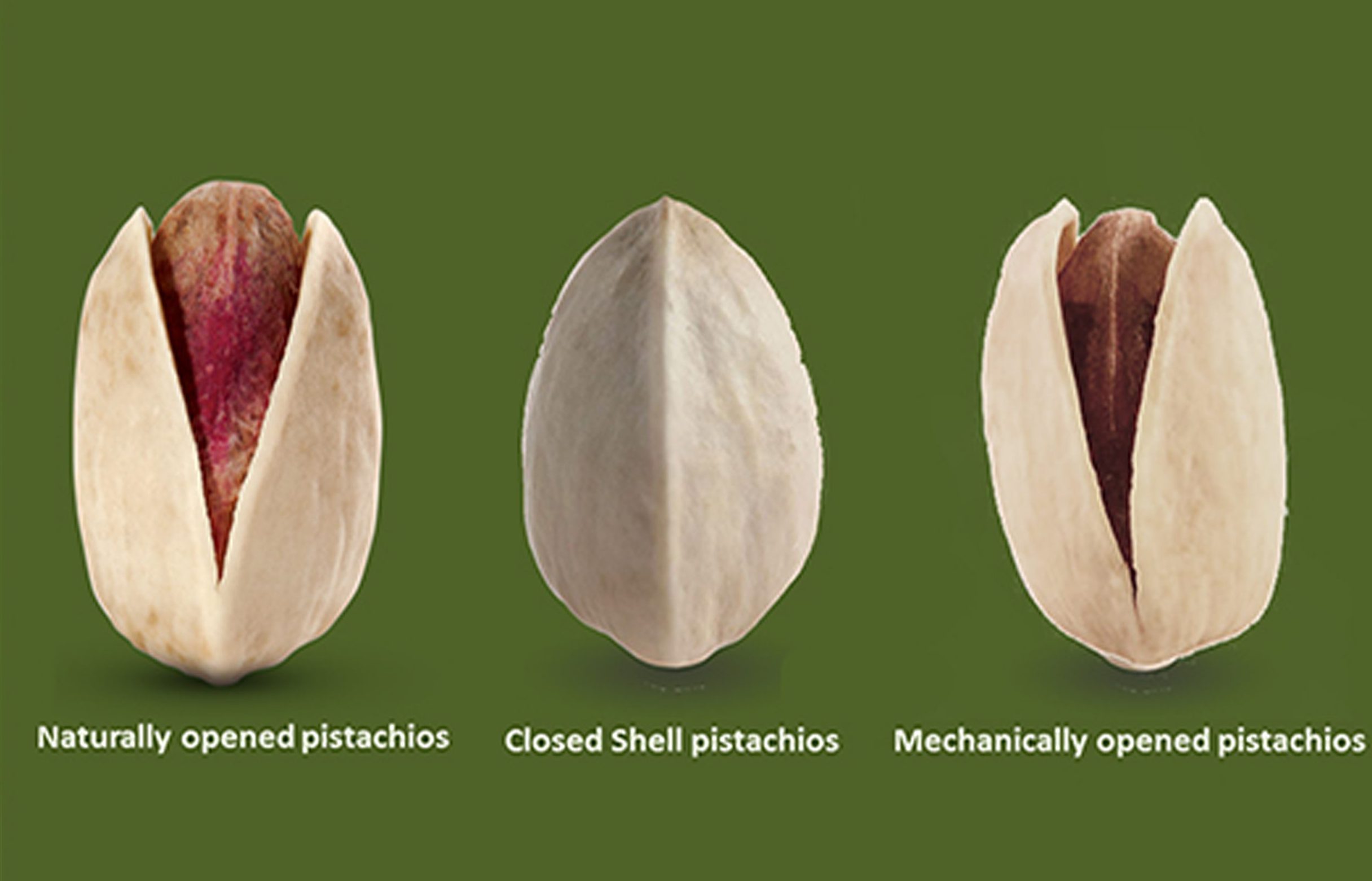Mechanical Open Pistachio_ Mechanically Opened Pistachios‚ Manufacturer and Exporter_ Nutex Company