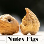 Iranian Dried Fig Supplier - Wholesale Price of Dried Figs - Nutex dried fruits company