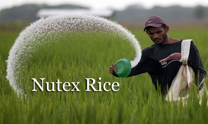 Nutex Basmati Rice - Supplier & Exporter of Indian Quality Rice