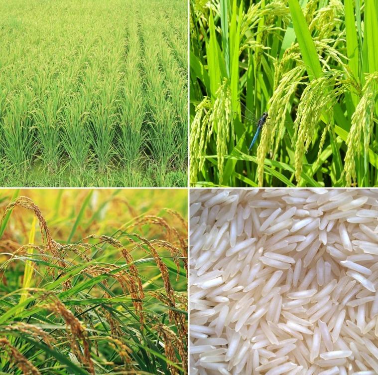 Basmati Rice Price List in India