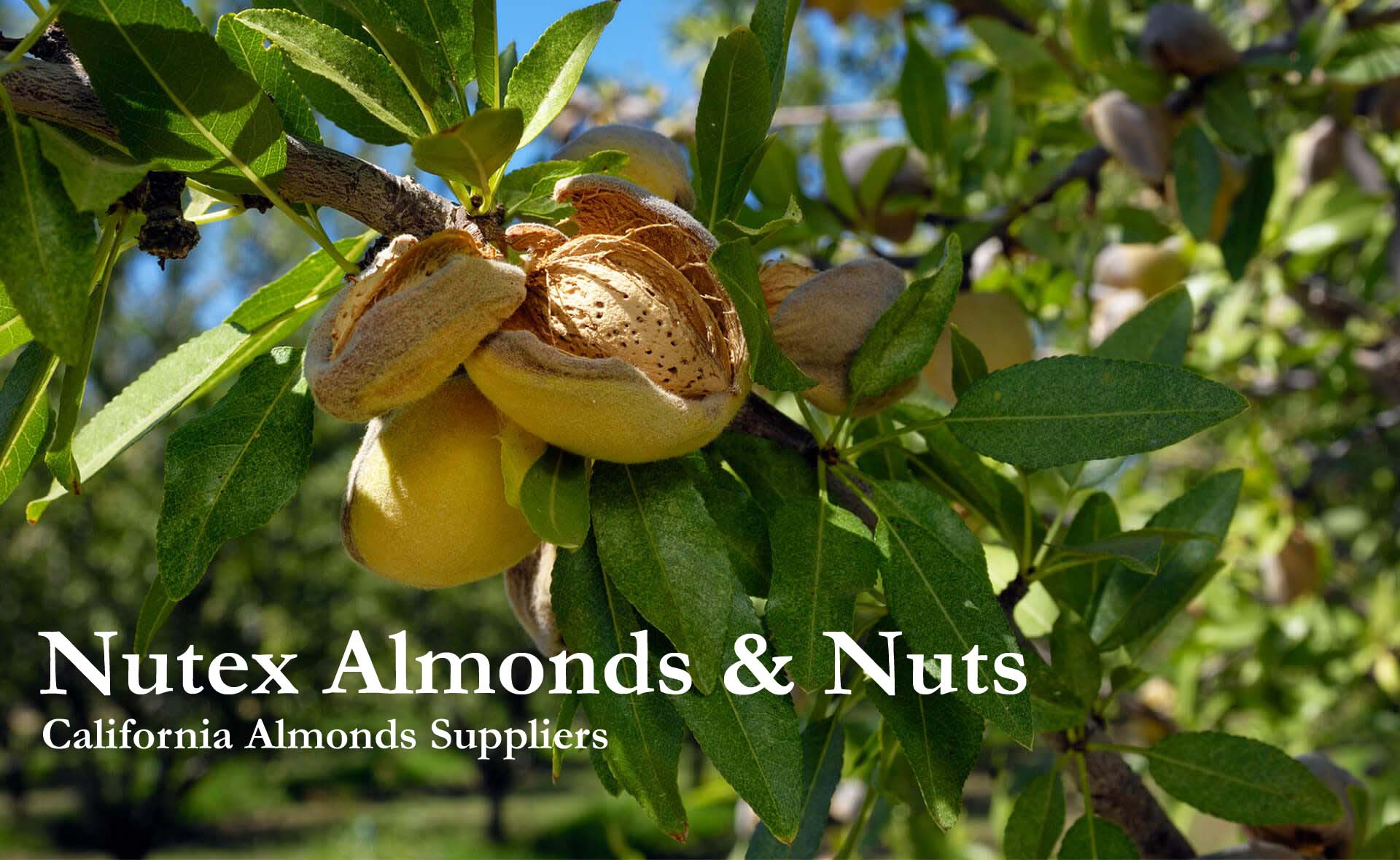 California's Largest Almond Suppliers - Nutex Almonds