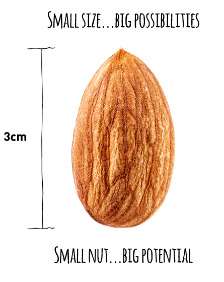 Nutex co California Almond Prices - California Almonds Supplier
