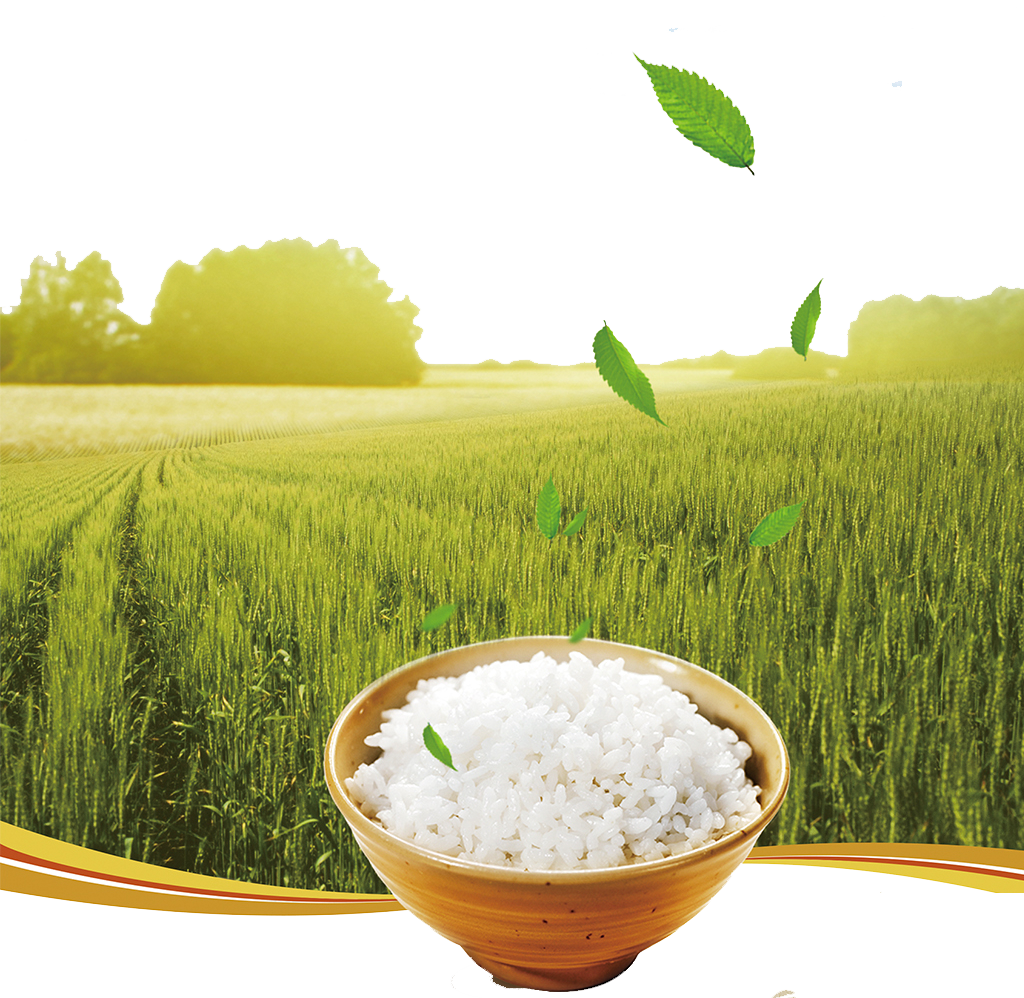 Types of basmati rice:Basmati Rice Price List in India - Buy Rice at Best Prices _ Nutex Indian Rice