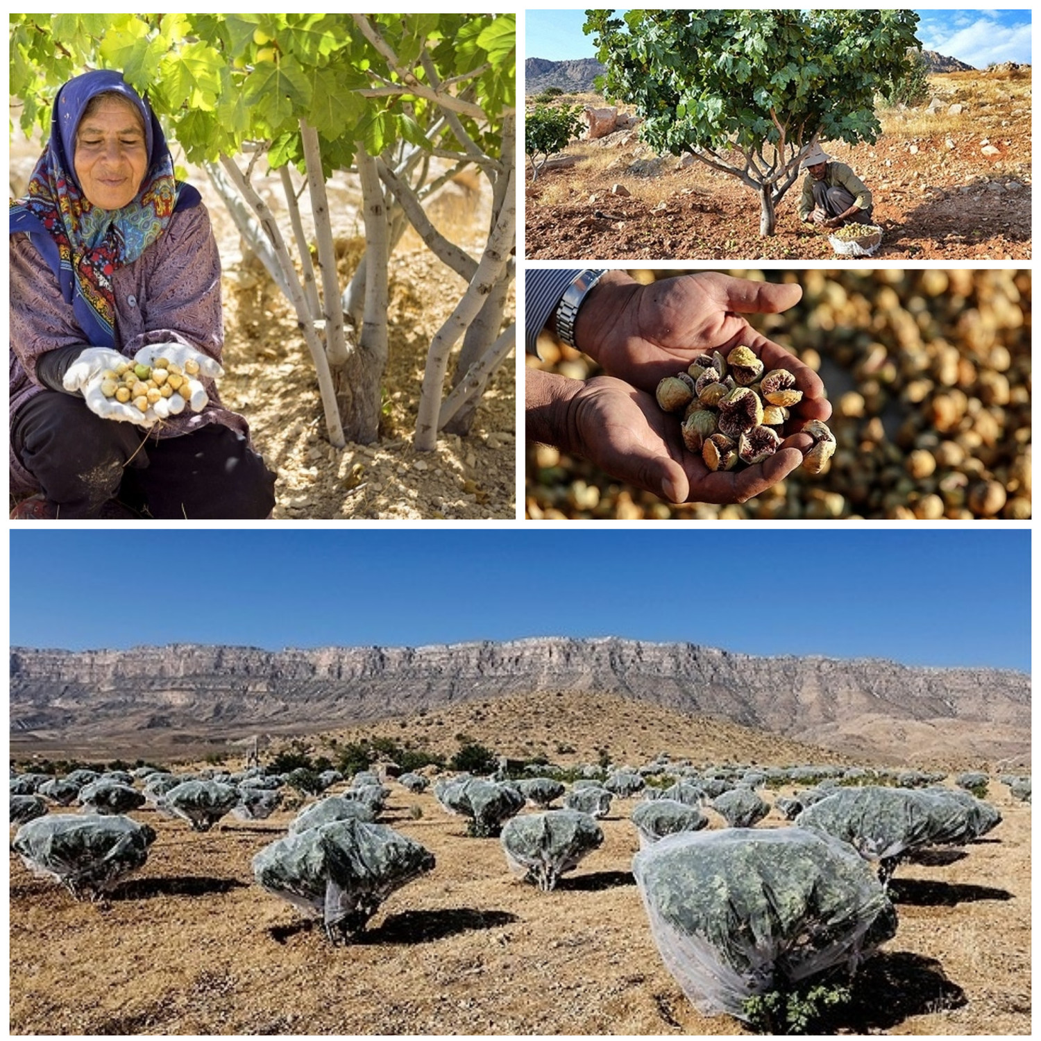 How to produce dried figs in Iran - Dried Figs’ Sale for Import - Buy Iranian Dried Fruit - Nutex Company