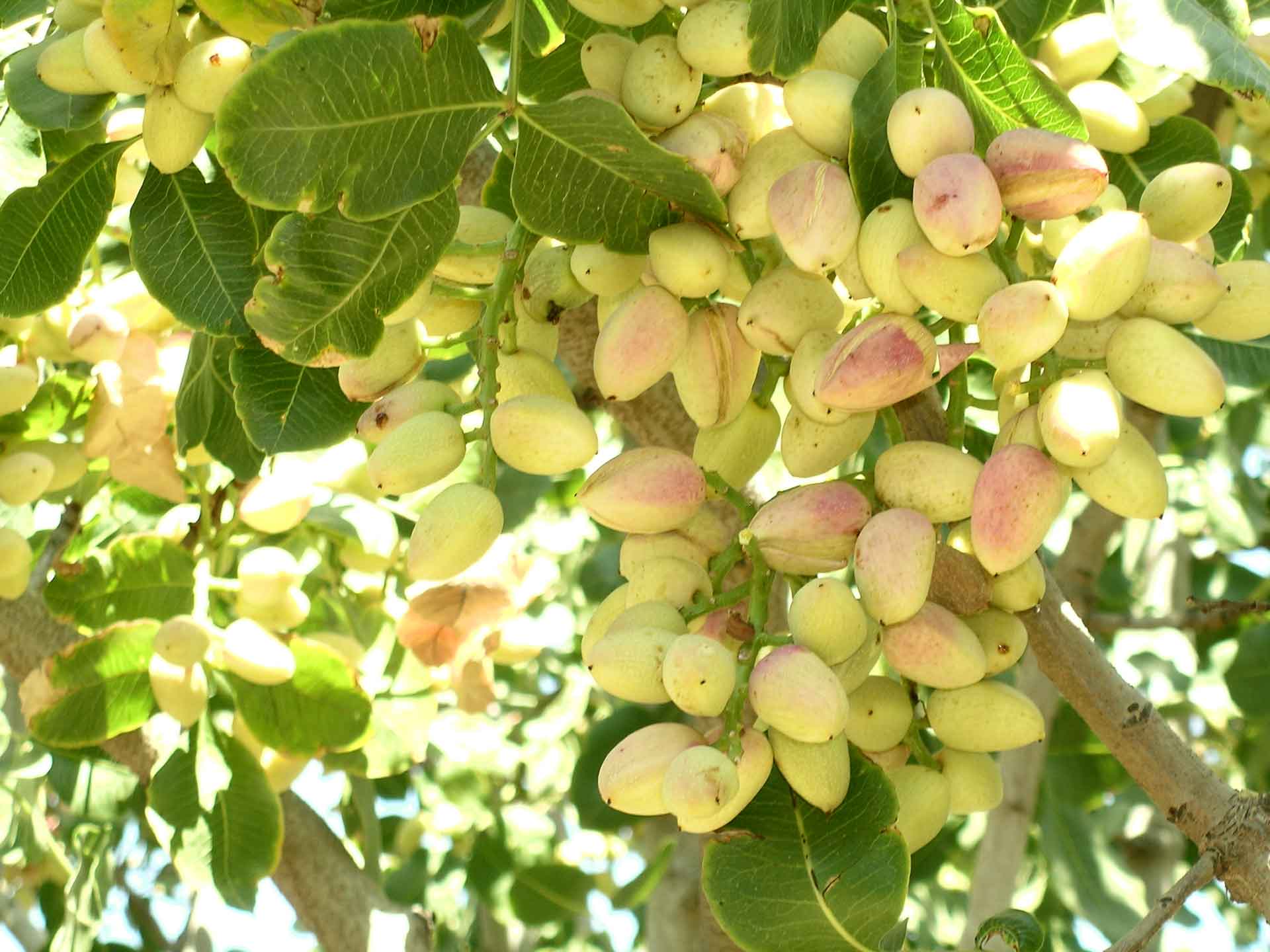 Pistachio prices in the United States - world supply of pistachios - Nutex Company