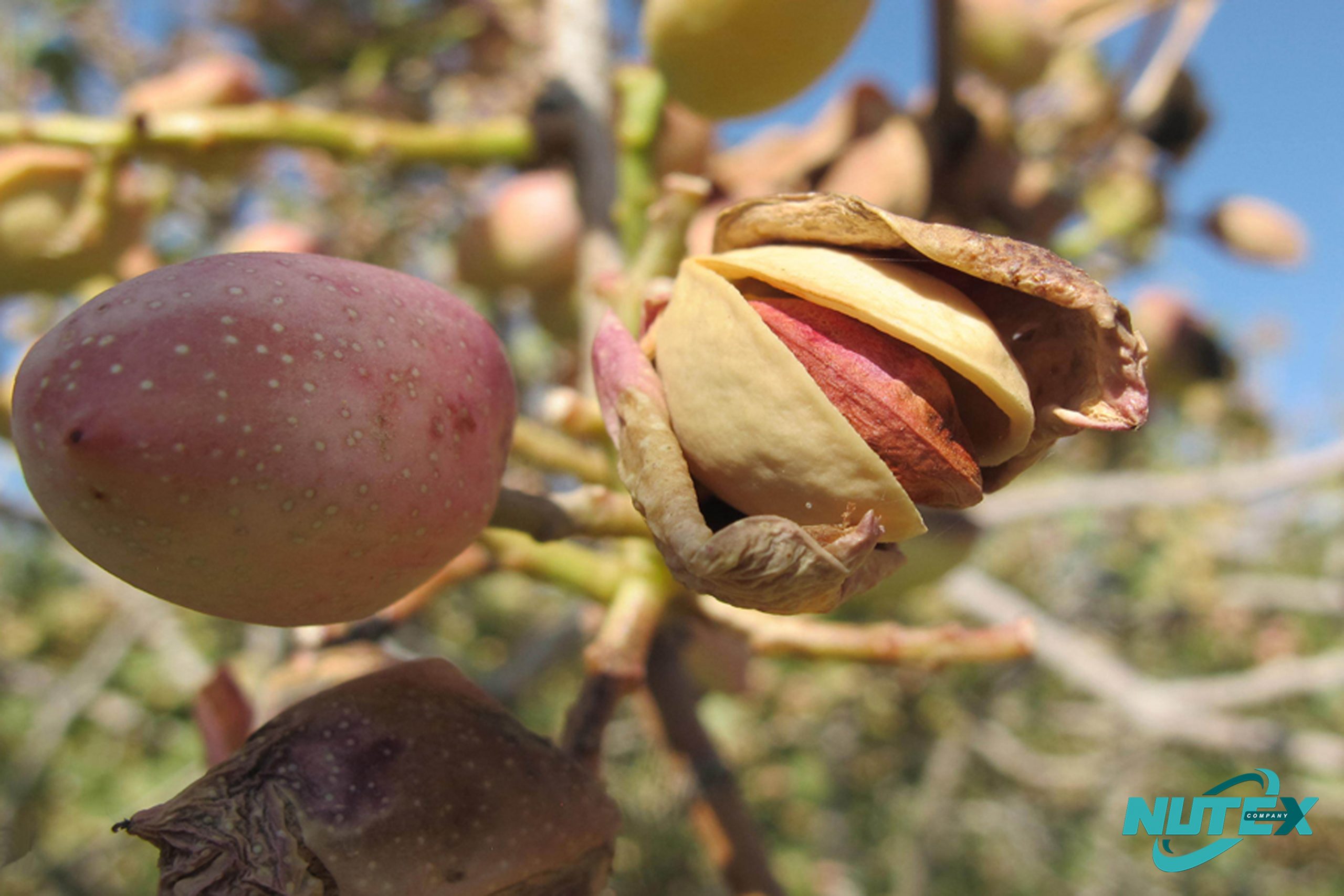 Buy Iranian & California pistachios for import - Nutex Company
