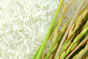 Indian Rice for Wholesale in Asian Markets - Indian Rice Supplier _ Nutex Rice Company