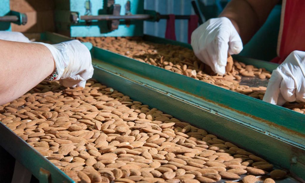 International Supplier of Almonds | Almond Distributor