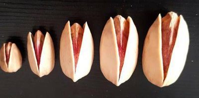 Types of pistachios exported from Rafsanjan - Export Pistachio Sales Centers in Rafsanjan‚ Kerman - Nutex Company