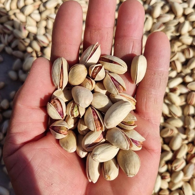 About Iranian Pistachio - Iranian Pistachio: How to buy pistachios from Iran?Nutex Company