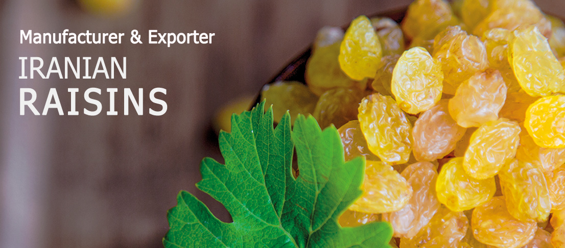 Iranian raisins suppliers to Europe - Iranian Golden Seedless Raisins Suppliers in Europe - Nutex Company