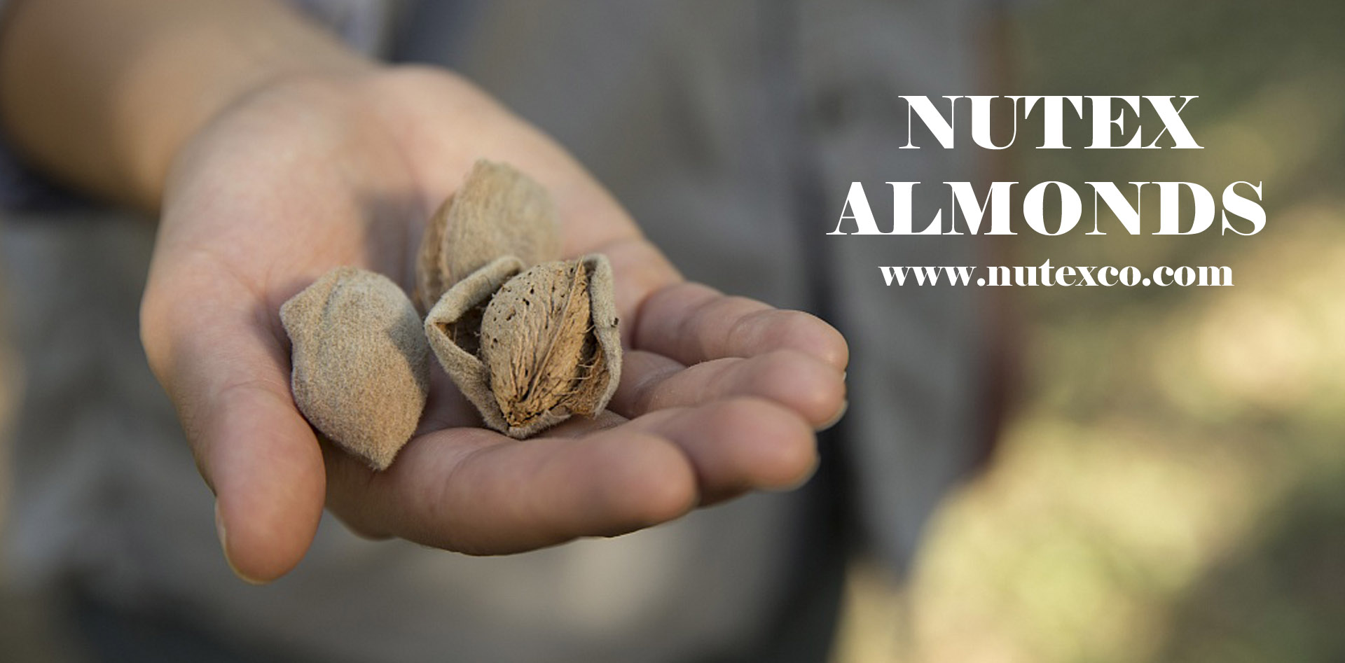Iranian Export Almond Distributors - Nutex Almonds