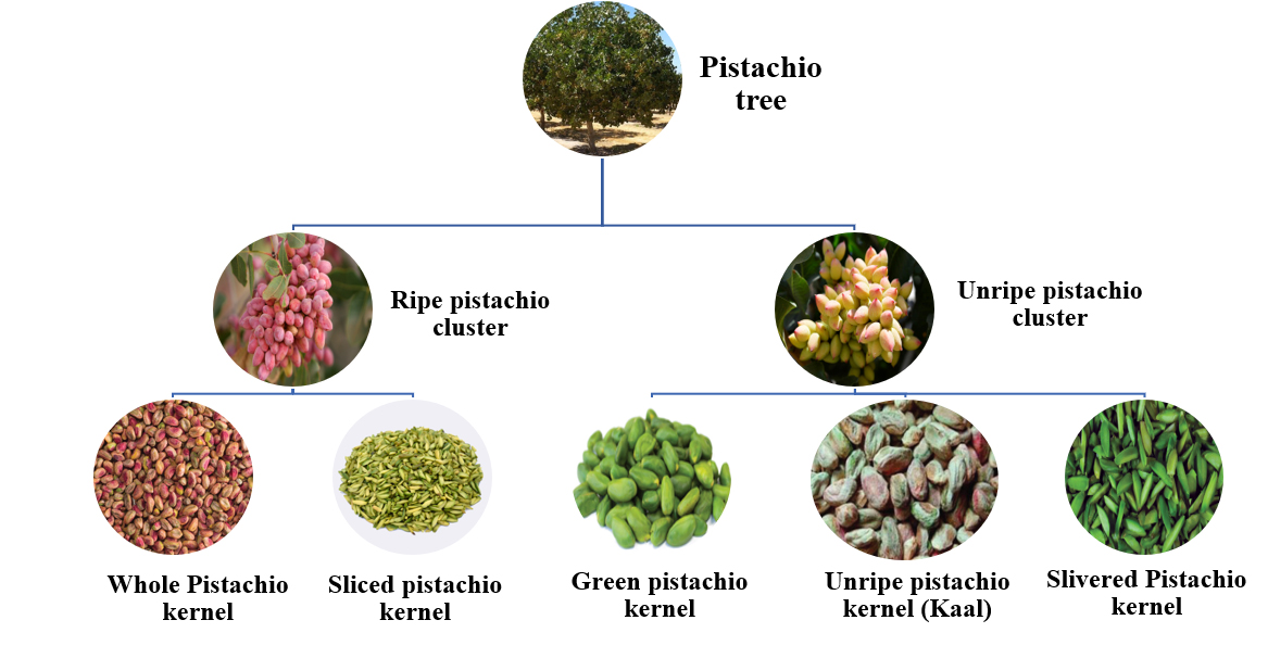Different Types of Pistachio kernels in Nutex Co - Direct Supply of Pistachios Without Shell - Nutex Co