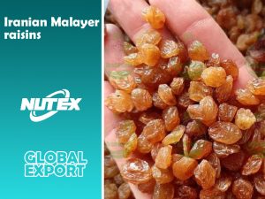 Iranian Malayer raisins-Bulk sale of raisins-Bulk purchase