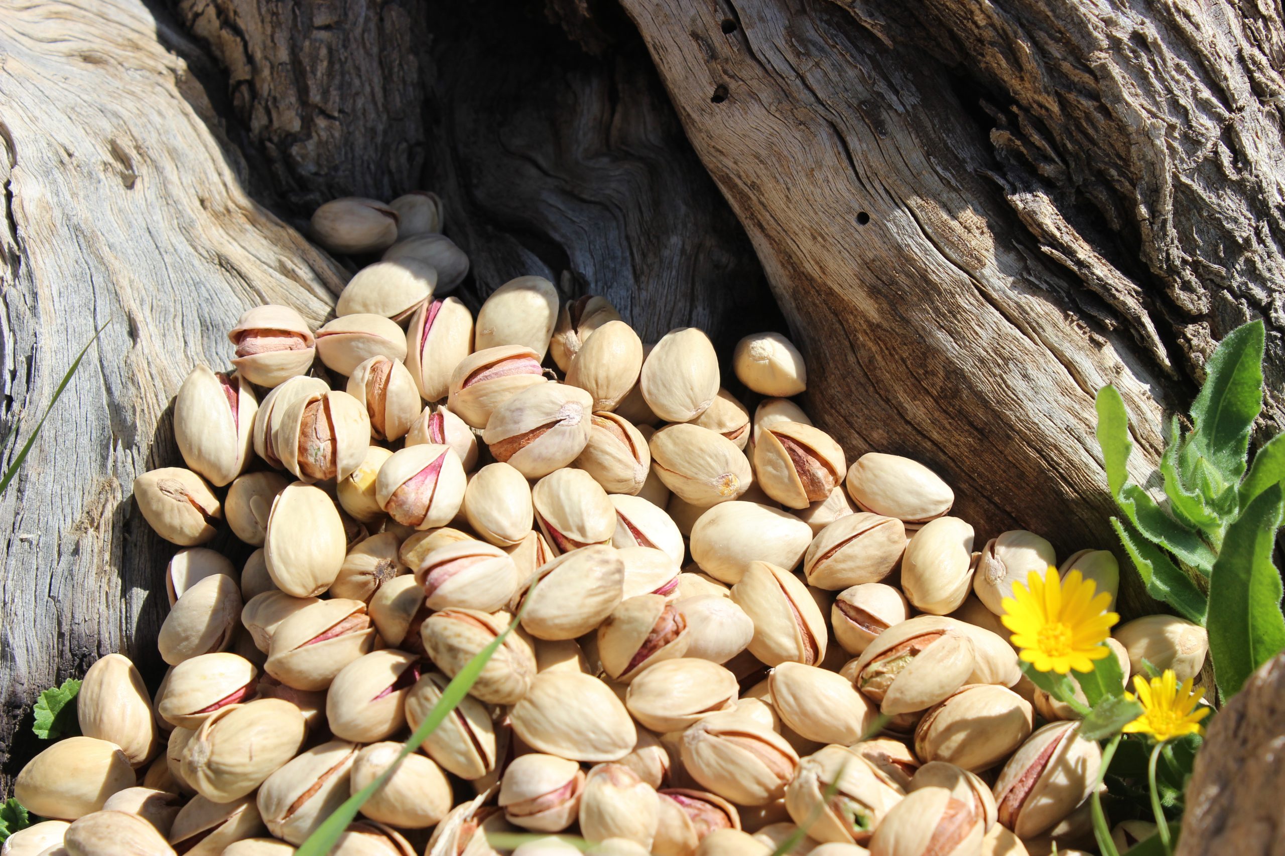 Import pistachios to Oman - Import Pistachios to Oman Directly from Iran - Nutex Company