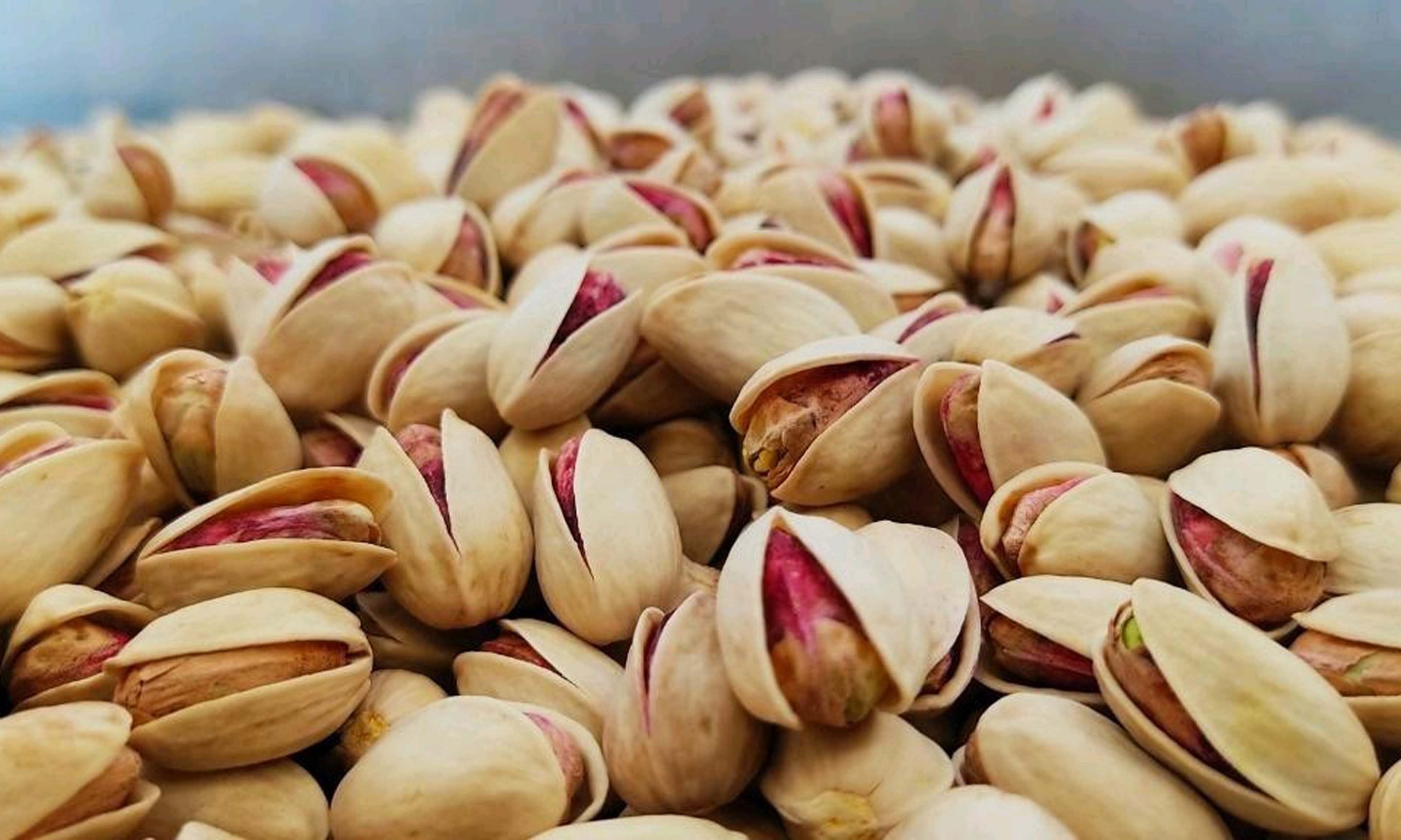 Pistachio Price List - Iran Pistachio Price Per KG in Dubai - Nutex Nuts Company
