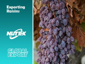 Exporting Raisins to Germany & European Countries - Nutex Raisins