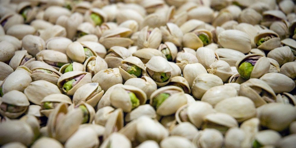 American Pistachios About 97% of the pistachios grown in America are of a female form called Kerman and a male variety called Peters. The Kerman pistachio variety was brought from Rafsanjan to California in 1929, and a year later, this variety was cultivated in America. Kerman trees produce the most popular type of pistachios in the United States. Characteristics of Kerman pistachio fruit: round fruit, crunchy and suitable kernel, pink and greenish yellow. It has a high percentage of smile and, of course, a high percentage of empty shells in some years. California pistachios are bigger and easier to open than the pistachios of their Middle Easretn counterpart producers. Despite the high quantity and slightly cheaper price, the variety, appearance, and flavor of the American pistachio are not very pleasing to the taste of most of those who have eaten Iranian pistachios. The pistachio tree grows in hot, dry conditions and even tolerates drought, but excess and high humidity cannot be tolerated. For this reason, California is an the only environment for the cultivation of this plant. US Pistachios Figures Red Aleppo is one of the first species to grow in California. it is smaller and drier fruits than Kerman and has hanging branches. The figure Peters was introduced by Mr. Peters, probably of Armenian origin. Other male cultivars include Kaz, EL, Chico and Randy, which may have originated in Azerbaijan. Golden Hill and Lost Hill cultivars were obtained from breeding programs in America and may replace Kerman cultivars in the future. These cultivars are earlier than the Kerman cultivar. These cultivars are earlier than the Kerman and have a higher yield and less pollution problems. Some other cultivars cultivated in California are imported from Mediterranean and West Asian countries and include: Ibrahim (Ebrahim Abadi), Ohadi, Safeed, Shasti, Wahedi, Bronte, Buenzle, Lassen, Minassian, Sfax and Trabonella. 1551050961_1a98f0a958_o American pistachio production is expected to increase to 400,000 tons in 2023. The export price per kilogram of pistachios from the United States has seen a steady increase over the past five years. According to the data, the wholesale export price of pistachios from the United States is projected to be US$7.90 per kilogram in 2023 and US$7.48 per kilogram in 2024. Turkish Pistachios Turkey is one of the major producers of pistachios and ranks third in the world production of pistachios after Iran and the United States. Turkish pistachio nuts are slightly smaller than other types. These pistachios are also known as Antep pistachios, after the Turkish name pistachio. People call it “Antep fıstığı” in Turkey. In Turkey, there are 2 types of popular Turkish pistachios, which are Turkish Antep pistachios and Turkish Siirt pistachios. Different cultivars of Turkish pistachio are ” Uzun”, ” Kirmizi”, “Halebi”, “Abiad miwahi”, “The Jalale”, “Aintaby” and “Ayimi”. Turkish pistachios are a bit more difficult to open than other types because their shell, which is thinner and more elongated and also very hard, does not open as easily as other types when dried and roasted. Turkish pistachios are widely superior in flavor to all varieties except Iranian pistachios, and are significantly more expensive than larger varieties in the United States. They have the sweetest and strongest pistachio flavor among pistachio varieties, this characteristic is enhanced by roasting. You can find the best Turkish pistachios in one of the Turkish cities called Gaziantep. The original name of pistachio, “antep fıstığı”, is derived from this city. Pistachio is used widely as an additive in confectionery and dessert industry (especially baklava and chocolate), and ice cream making. salted-pistachio-1-salted-pistachio-imam-cagdas-256-41-B It is expected that Turkish pistachio production will increase to 210,000 tons this year compared to last year. In 2023, the approximate wholesale price range for Turkish pistachios is predicted to be between US$9.79 and US$26.59 per kilogram. Spanish Pistachios It was the Arab people who introduced this fruit to Spain. But it was only in recent years that its consumption has greatly increased. The first person who brought pistachios to the Madrid region was José Luis Ocaña, who is now 84 years old. In 2001, he decided to plant 2.5 hectares in Tielmes, a town in the southeast of the region. It was a gamble because they did not exist at the time. They called him the “Crazy Pistachio Man”. A few years later, he doubled the number of hectares. He knows that pistachios are very profitable, but advises the farmers to be cautious. “For many this is the new green gold, but it’s too early to celebrate,” he says. Nevertheless, pistachio has become the fifth largest fruit crop in the region. Spanish Pistachio Cultivars They include Larnaca, Mateur, Kerman and Aegina. Mateur variety: long fruit, medium size, yellow-green skin color, good fruit quality, selected from Tunisia and showed good results in Spain. Larnaka variety: fruit size is medium, longer than “Matur” fruit. Its origin is Cyprus. Cultivation of this variety in Greece and Spain has shown good results. Madrid produces about 450 tons of pistachios, which is barely 5% of the national production. Spain needs another 100,000 hectares of pistachios, which at current growth rates will be planted in the next eight years. The product is well adapted to extreme climates, which means it can also be grown in inland regions such as Extremadura, Castile y León and Castile-La Mancha, which is home to 80% of Spain’s pistachios. However, the pistachio has flourished in the northeastern region of Catalonia. This tree was introduced in the 1970s, but did not adapt well to high humidity. spain Spain is expected to produce about 3,000 tons of pistachios this year, and the average Spanish pistachio export price in 2023 will range from US$6.23 to US$10.22 per kilogram. Greek Pistachios The Greek island of Aegina is internationally known for its pistachios, which are among the best pistachios in the world. Pistachios were first planted and cultivated on a large scale in the middle of the 19th century in Aegina, a Greek island in the Saronic Gulf not far from Athens. Legend has it that no such tree existed on the island until an Aegina nobleman returning from Syria planted one in his yard in the late 1800s. But in fact, the pistachio tree, which is native to Iran, was first brought to the Greek island and mainland in 1860, and its trees flourished in the Mediterranean climate and the unique land of Aegina. Now Greece is the largest exporter of pistachios in Europe and the sixth exporter of pistachios in the world, which has made pistachios an integral part of the country’s agricultural production. Greek Pistachio Cultivars They include Larnaca, Aegina and Pontikis. Aegina pistachios are different from other types of nuts because they have a sweeter and more complex flavor that does not require salt or other flavorings. Due to its unique quality and cultural importance, Aegina pistachios have been declared as a protected designation of origin product by the European Union since 1996. The area produces about 800 tons of pistachios per year, and nuts are an essential part of the island’s culture. Greek Pistachios The amount of Greek pistachio production in 2023 is about 10,000 tons and the approximate wholesale price of Greek pistachios is expected to be between US$6.28 and US$9.79 per kilogram. Iranian Pistachios The English name pistachio is derived from ” Pisteh ” which is a Persian name. It is also known as green almond. Pistachio nuts are a part of Iranian culture and are actually present in all aspects of Iranian life. It is mentioned in all Iranian literature, stories, beliefs, traditions and rituals such as Nowruz and Yalda festival are used even in weddings and funeral ceremonies. Iran has more than 70 varieties and genotypes of female pistachio and a large number of male genotypes and is one of the most important sources of pistachio germplasm in the world. The most famous types of pistachios in Iran are: Kale Ghochi, Akbari, Mumtaz, Badami Zarand, Pistachio Sefid Nog, Ahmad Aghaei, Ohadi, Khanjari Damghan, Shah Pasand Damghan and Qazvini pistachio. There are different classifications for Iranian pistachios. In a general classification, pistachios are divided into two categories: Round and Elongated. For example, Kale Ghochi and Ohadi cultivars are classified in the round group, and Akbari, Ahmad Aghaei, Mumtaz and Sefid pistachio cultivars are classified in the Elongated group. Iran Pistachio Cultivars Fandoghi: The shape of the fruit is spherical (round), the percentage of smile is very high, the surface color of the kernel is purple, and the color of the bone skin is cream. Kalleh-Ghouchi: round fruit shape, medium smile percentage, red-gray core color and white bone skin color with medium darkness. Ahmed Aghaei: The shape of the fruit is elongated (almonds), the percentage of smile is high, the color of the core is purple and the color of the bone skin is very light. Akbari: The shape of the almond, fruit has a high percentage of smile, the surface color of its core is purple-brown, and the color of its bony skin is dark cream. Iranian Pistachios Akbari پسته اکبری The Iranian Pistachio Association (IPA) has announced the production forecast of about 200,000 tons for 2023. It is expected that the export price of pistachios from Iran will be of about US$ 6.72 per kilogram in 2023 and US$ 6.70 per kilogram in 2024. Characteristics Of Famous Pistachio Cultivars In Other Countries Syria: Ashouri variety known as Red Aleppo: green skin color, medium fruit, light brown skin with black spots, high quality. Red Oleimy and White Batouri Turkestan: Kouchka variety: large seed, creamy white skin color and fruit quality, as well as Akart-Tachecme and Chor-Tchechime varieties. Italy: The variety “Bianca” or its synonym “Napoletana”: small to medium fruit size, elongated fruit shape, dark green fruit color, widely cultivated. Australia: The Sirora variety has a red skin color, derived from the breed of “Halab Red” variety, and has a green fruit core, high quality and high yield. Why Is Iranian Pistachio Still A Better Choice? Iranian pistachio has various advantages that distinguish it from its competitors. More verities are offered to customers through four main business types. There are different varieties of Iranian pistachios. The following four enter the international trade: Fandgi (40% of pistachio orchards), Kaleh Ghochi (20%), Akbari (15%) and Ahmad Aghaei (12%), with the last two orchards increasing. Each species has different properties and taste. The following list describes the five major benefits of Iranian pistachios: Higher Kernel To Shell Ratio Iranian pistachios have a high kernel-to-shell ratio, which means that for the same amount of pistachio you buy, you buy more of the edible kernel. Roastability Advantage Due to its higher unsaturated oil, it has the capacity to be roasted at temperatures between 160 and 180 degrees Celsius (hot air flow temperature). Good roasting brings out the unique flavor of the nuts while removing live bacteria from the roasted product. Obviously, the lower roasting temperature of around 120°C recommended by some suppliers will not achieve the above two advantages. Preferred Flavor Consumers all over the world have shown interest in the taste of Iranian pistachios. All four commercial Iranian pistachio varieties each have a rich, unique and distinct taste. In this regard, Iranian pistachio offers a combination of unique flavors that give choices and varieties to the consumer. Long History of Trade Iran has been long known for its Green Gold all over the world. A large number of producers, buyers, exporters and importers of pistachios in Iran provide conditions for full competition in the market. As a result, it creates fairer business opportunities for those who are involved in buying and selling Iranian pistachios. In the absence of perfect competition, the market may face price fixing and market manipulation by influential players. This makes the suppliers to compete over better quality and price which will eventually benefit the buyers.