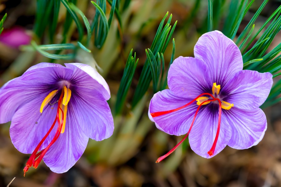 Buy Saffron in bulk with the best price 2023 - NUTEX Company